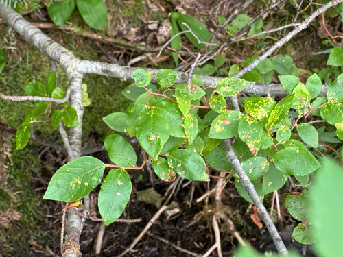 Vaccinium membranaceum, photograph 5
