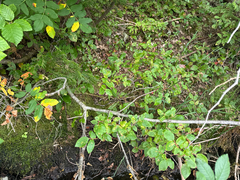 Vaccinium membranaceum, photograph (c) Caleb Catto, some rights reserved (CC BY)