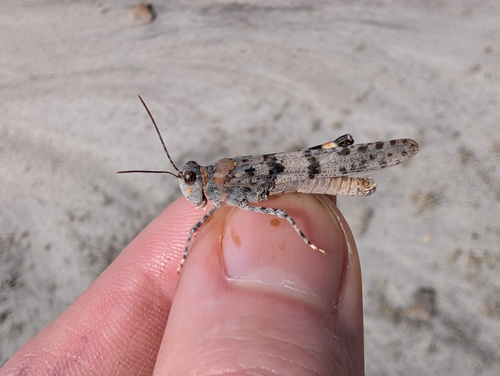 Badlands Grasshopper