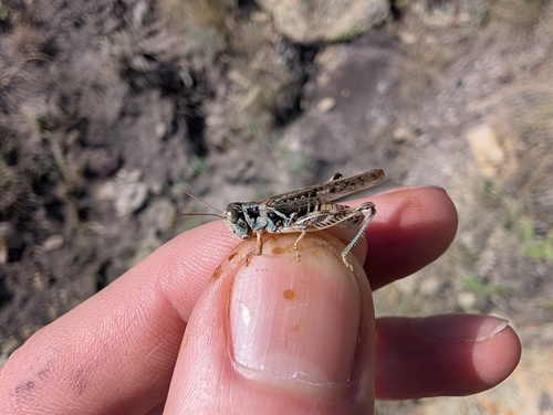 Little Spurthroated Grasshopper