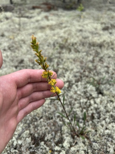 Western Sticky Goldenrod