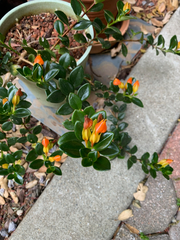 Nematanthus gregarius