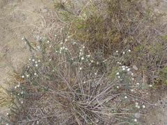 Phylica thunbergiana