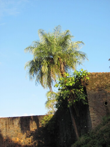 Grugru Palm (Acrocomia aculeata)