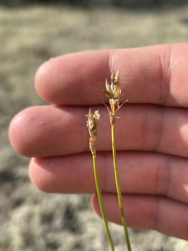 dry land sedge