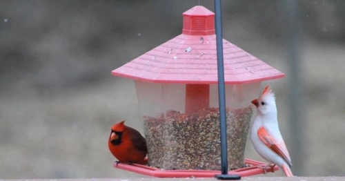 Northern Cardinal photographed in Tennessee