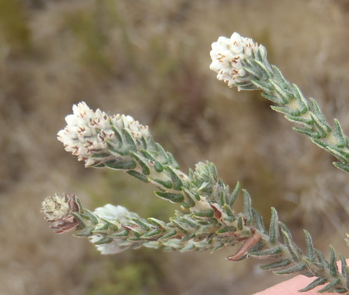 Image of Phylica thunbergiana by (c) Nicola van Berkel, some rights reserved (CC BY-SA)
