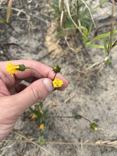 Canada hawkweed