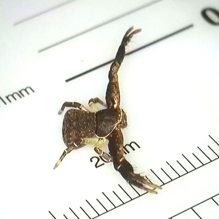 crab spiders
