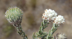 Phylica thunbergiana