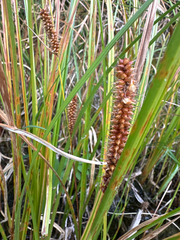 Carex utriculata, photograph (c) Caleb Catto, some rights reserved (CC BY)