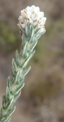 Phylica thunbergiana