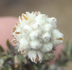 Phylica thunbergiana
