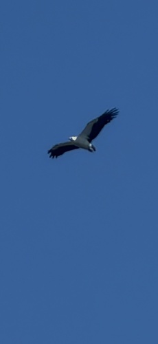 White-bellied Sea-Eagle