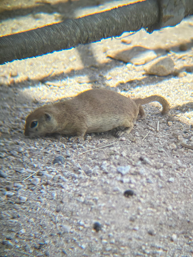 Round-tailed Ground Squirrel observed by sonoran_spadefoot