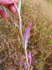 Malacothrix coulteri