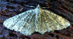 Gnophini