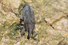 Lixus myagri