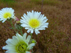 Malacothrix coulteri