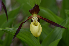 Cypripedium calceolus