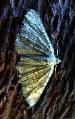 Gnophini