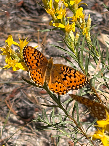 iNaturalist observation photo of Greater Fritillaries