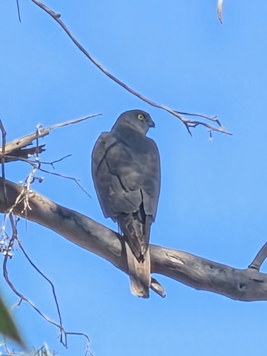 Collared Sparrowhawk