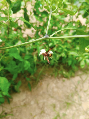 棕泥胡蜂