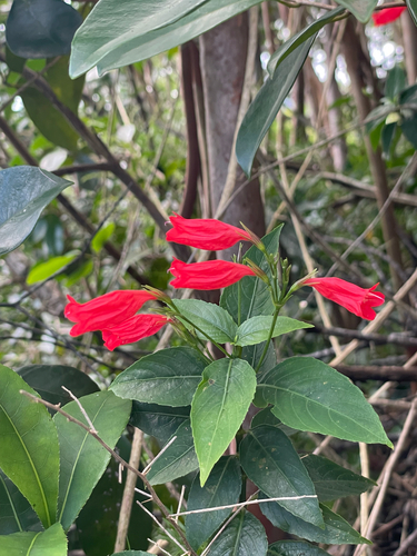Ruellia brevifolia observed 2026-08-28
