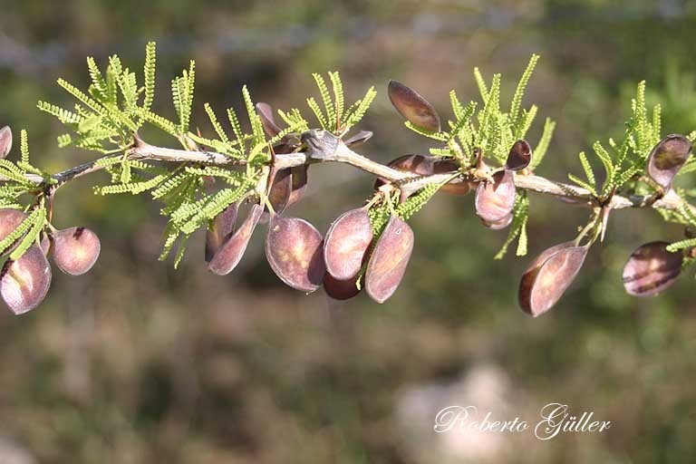 Mimozyganthus