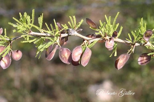 Mimozyganthus carinatus