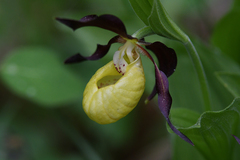 Cypripedium calceolus