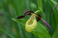 Cypripedium calceolus