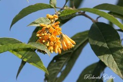Cestrum lorentzianum