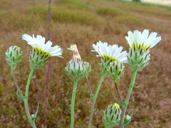 Malacothrix coulteri