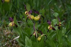 Cypripedium calceolus