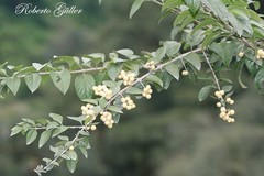 Duranta serratifolia