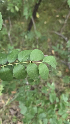 Zanthoxylum americanum, photograph 6