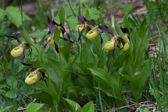 Cypripedium calceolus