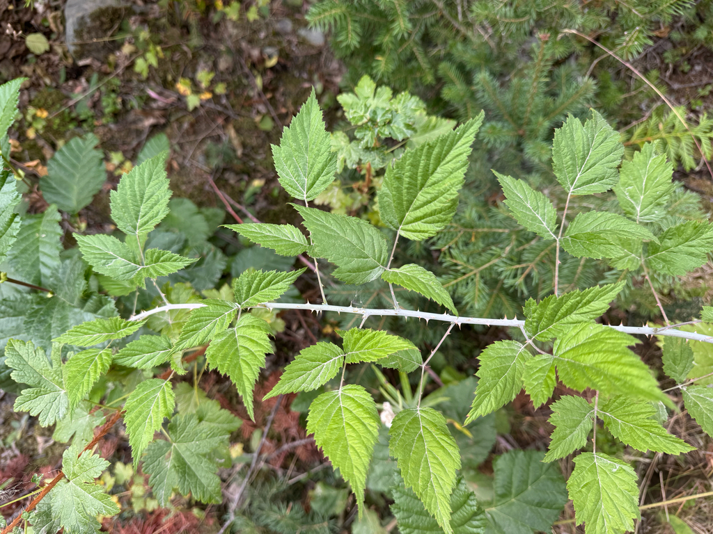 Rubus leucodermis; photograph (c) Caleb Catto, some rights reserved (CC BY)