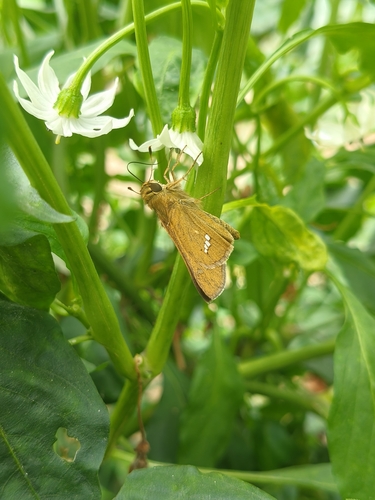 Common Straight Swift