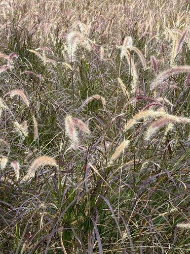 Cenchrus setosus observed 2026-08-29