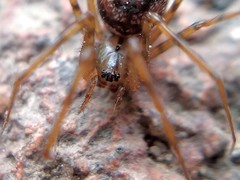 Megalepthyphantes nebulosus