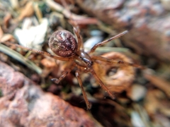 Megalepthyphantes nebulosus