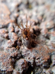 Megalepthyphantes nebulosus