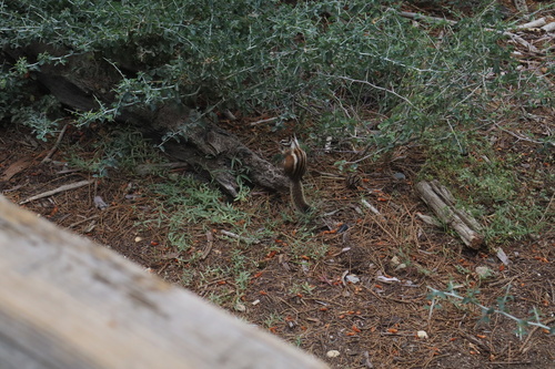 Lodgepole Chipmunk observed by samgilbertson