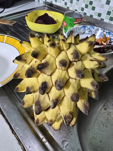 Wild sugar apple (Annona mucosa)