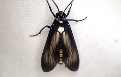 Hyaleucerea leucosticta