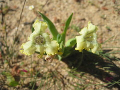 Ferraria macrochlamys