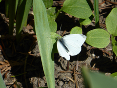 Pieris rapae